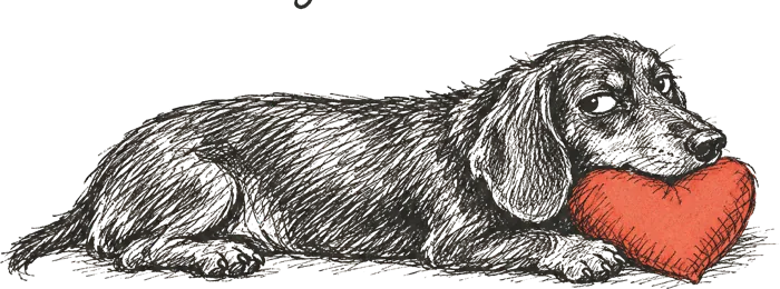 Dachshund